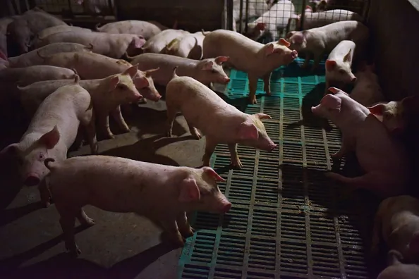 This photo taken on Aug. 10, 2018 shows piglets standing in a pen at a pig farm in Yiyang county, in China's central Henan province. (GREG BAKER/AFP/Getty Images)