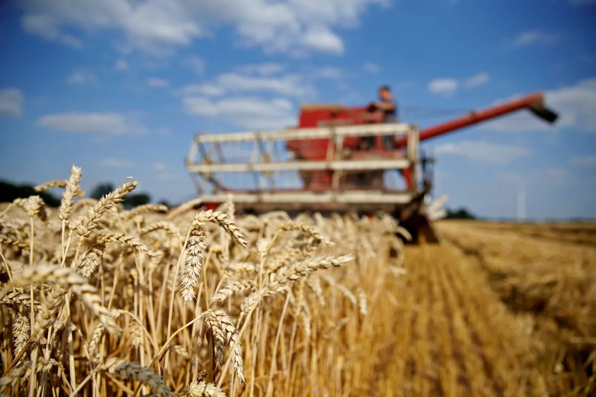 Arnaud Caron, a French farmer drives an old Mc Cormick F8-413 combine as he harvests his last field of wheat, in Vauvillers, northern France on July 23, 2018. (Reuters/Pascal Rossignol)