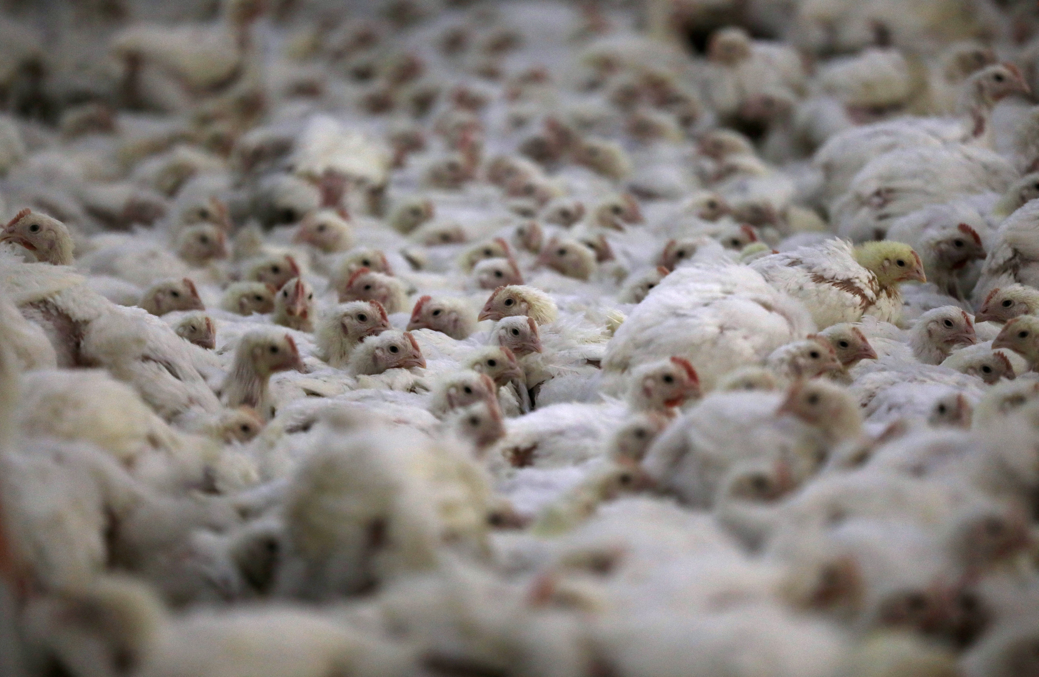 Chickens are seen at a poultry farm.