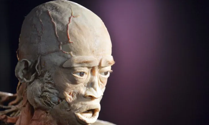 Plastination, used for the cadavers in the Real Bodies exhibition, is the process of using liquid silicone rubber to prevent the natural body process of decaying. The cadaver above is from a previous exhibition called 'The Human Body' in Kiev, Ukraine and is a file photo. (Sergei Supinsky/AFP/Getty Images)
