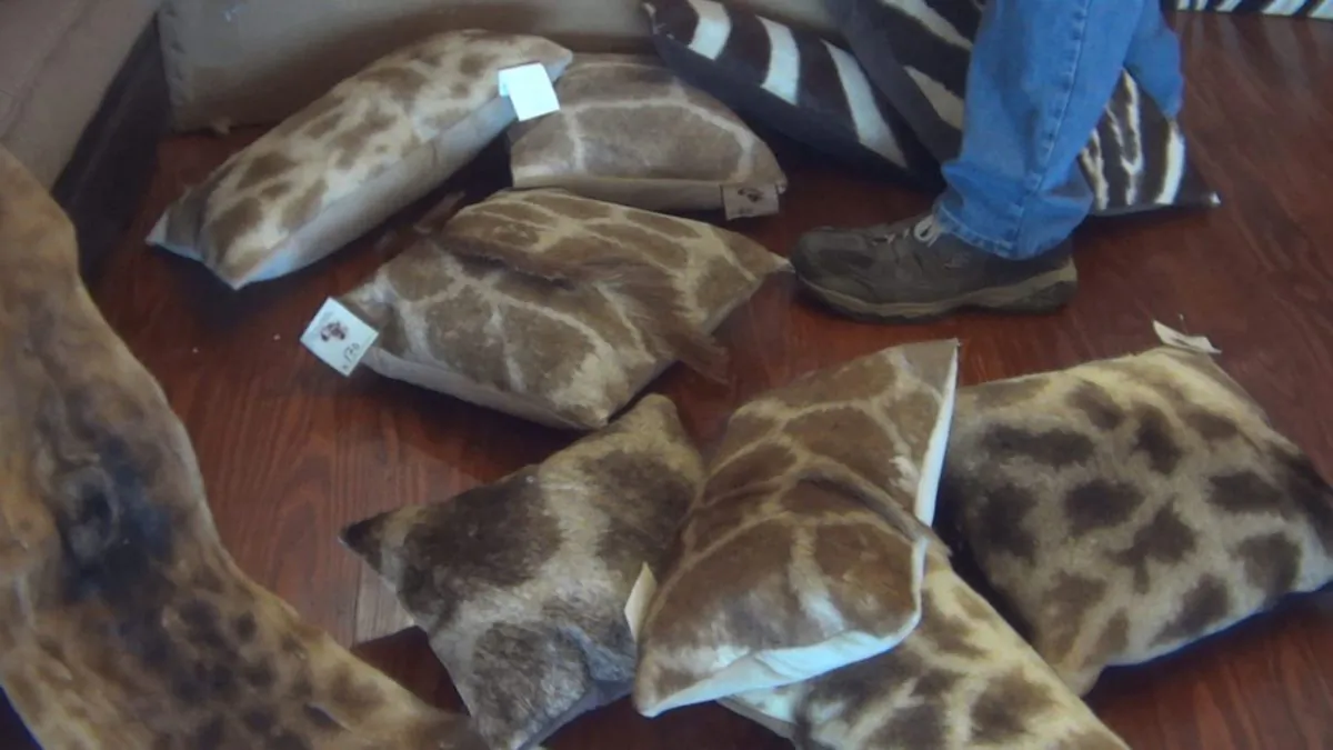 Giraffe-hide covered pillows for sale at The African Market Trophy Room Collection, Myakka, FL, March 2018. (Courtesy of HSUS)