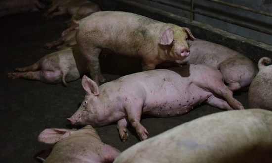 China’s African Swine Fever Outbreak Likely Caused by Imports From Russia