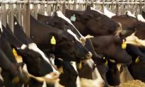 Cargill Recalls 25,000 lbs of Possibly Contaminated Beef
