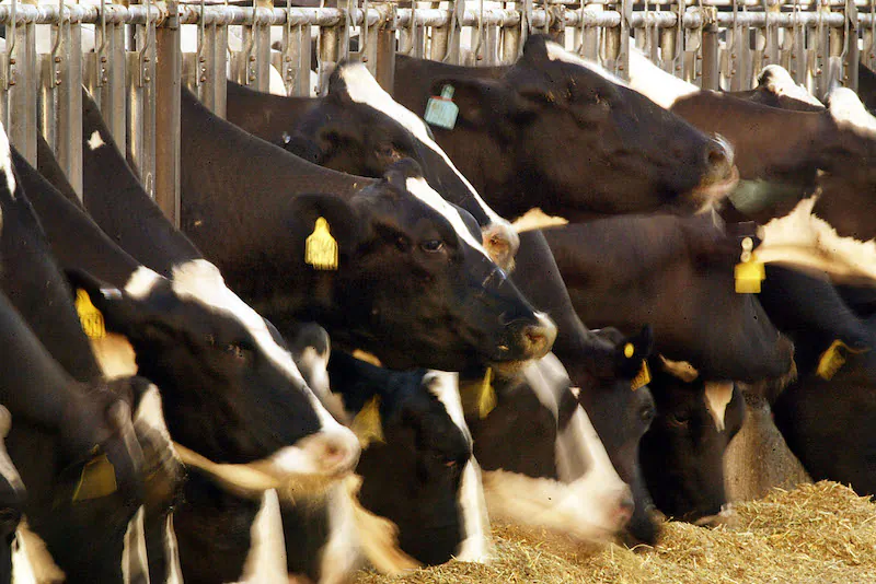 File Photo: Cattle line up to feed on August 12, 2004 near the town of Lamont, southeast of Bakersfield, California. (David McNew/Getty Images)