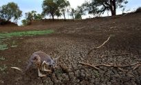 Kangaroos Struggling to Survive in Aussie Drought, Cars Not Making It Easier