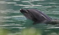 2 Swimmers Attacked by Dolphin in Japan, Suffer Minor Injuries