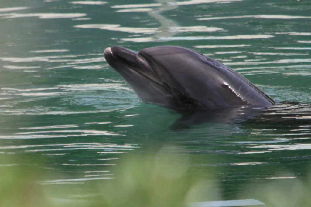 Honey, a bottlenose dolphin, is seen at the abandoned Inubosaki Marine Park Aquarium in Choshi, Japan, on Aug. 15, 2018. (PEACE/Handout via Reuters)