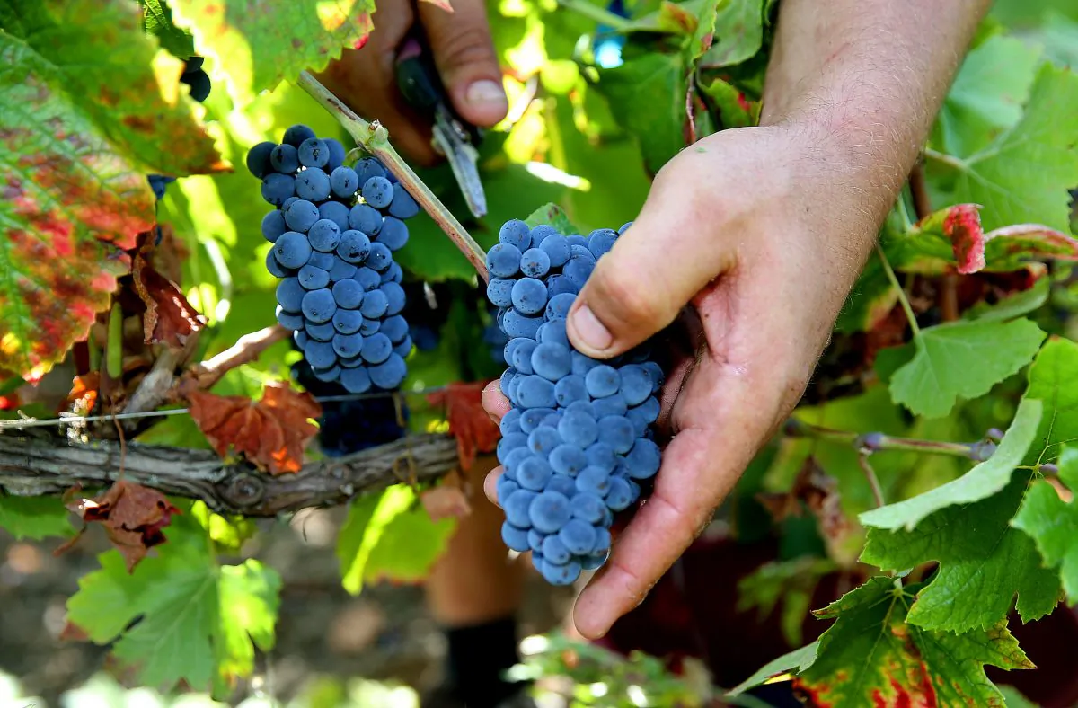 Winegrowers in Champagne began harvesting their grapes in late August. (Francois Nascimbeni/AFP/Getty Images)