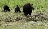 Montana Case Could Block First Grizzly Hunts in 40 Years