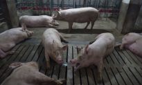 African Swine Fever Detected in South Korea as UN Warns of Spread From China to Other Countries