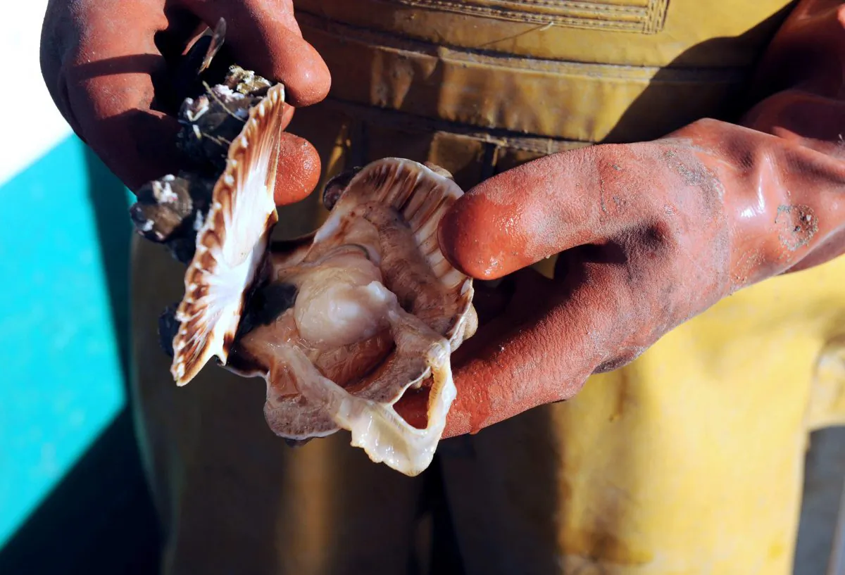 A French fisherman shows a scallop off Quiberon, western France on Oct. 30, 2012. (Fred Tanneau/AFP/Getty Images)