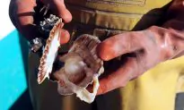 Trump Declares ‘National Scallops Day’ and Opens Scallop Fishing