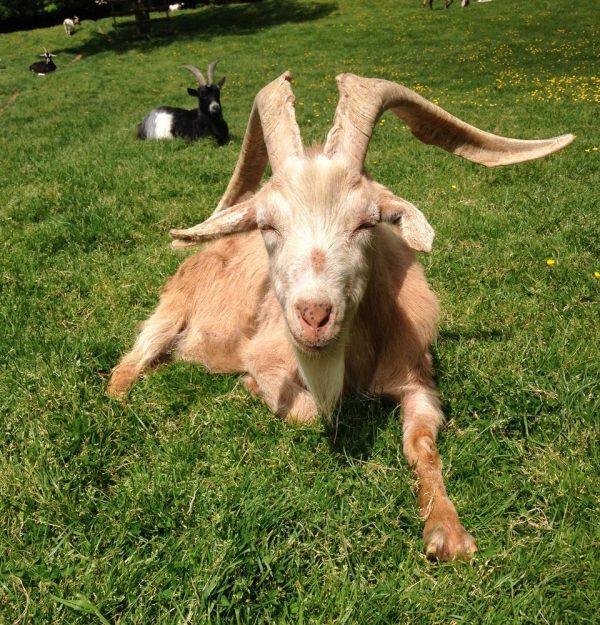A goat in the grass