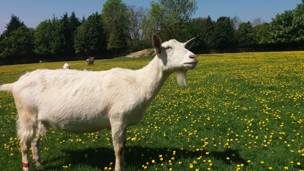 A goat at Buttercup Sanctuary