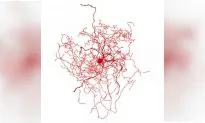 New Brain Cell Found in Area Responsible for Human Consciousness