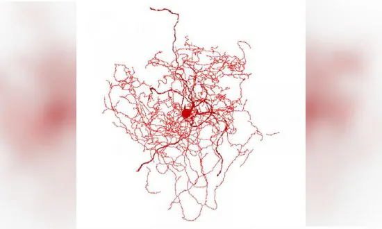 New Brain Cell Found in Area Responsible for Human Consciousness