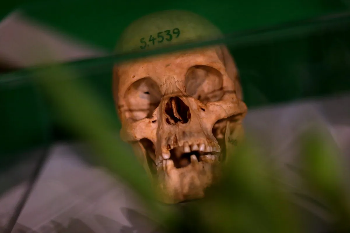 Human skulls from the Herero and ethnic Nama people are displayed during a ceremony in Berlin, Germany, on Aug. 29, 2018. (Reuters/Christian Mang)