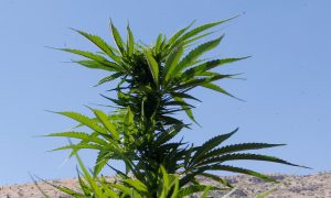 Cannabis Causes Long-Term Damage to Teen Brains: Study