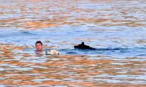 Dogs and Owners Compete in Swimming Race on Croatian Island