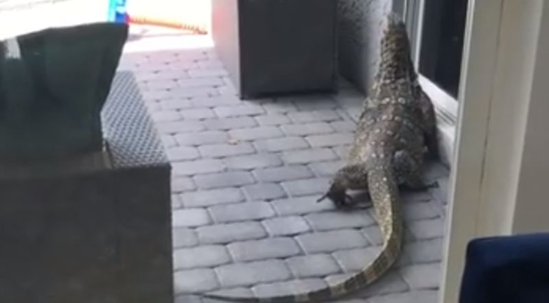 ‘Monster’ Lizard Terrorizing Florida Family