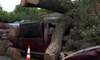 Seven Cars Crushed by 350-Year-Old Tree in California