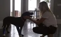 Houston Astros Pitcher Adopts Dog Saved From Death