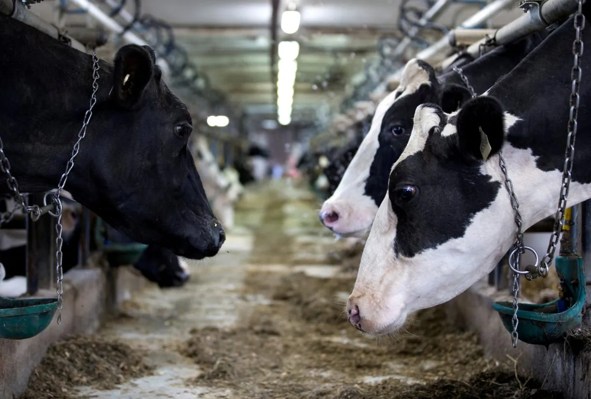 Dairy cows are seen on a farm in Saint-Valerien-de-Milton, southeast of Montreal, Quebec, Canada, August 30, 2018.  (Christinne Muschi/Reuters)
