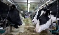 Winter Storm Kills 1,600 Cows in Eastern Washington: Reports