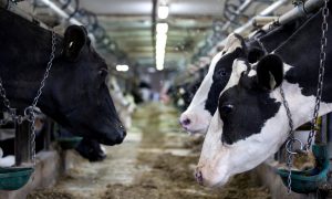 Winter Storm Kills 1,600 Cows in Eastern Washington: Reports