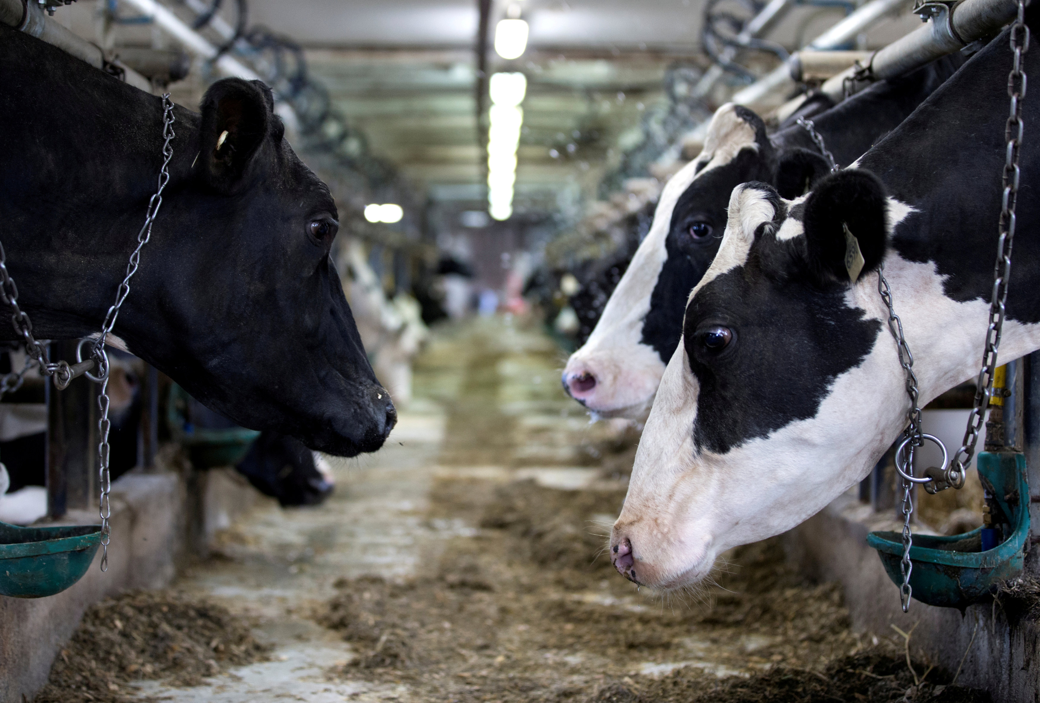 Dairy cows in Canada
