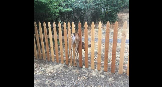 A fawn stuck in a fence is rescued by police.