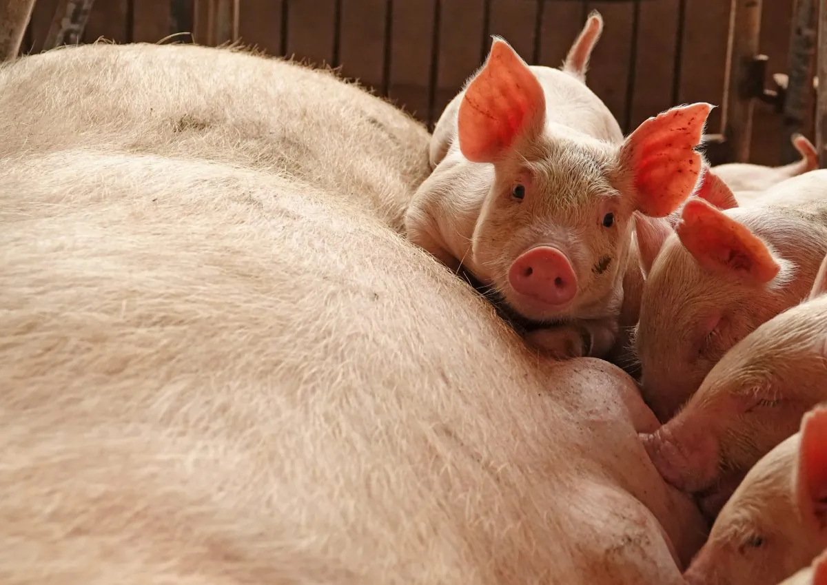 Piglets are seen by a sow at a pig farm in Zhoukou, Henan Province, China, on June 3, 2018. (STR/Reuters)