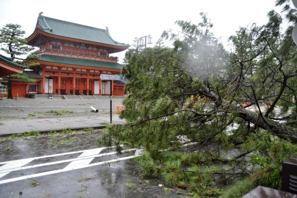 A tree damaged by Typhoon Jebi