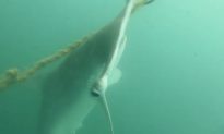 Video: Endangered Hammerhead Sharks Dead on Drum Line in Great Barrier Reef