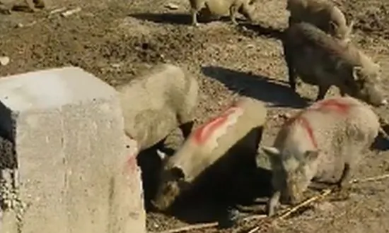 458 Pot-Bellied Pigs Seized in Kentucky, Will Be Euthanized
