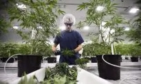 Yes, Marijuana Can Be Addictive