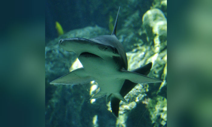 Bonnethead shark swims in Aquarium