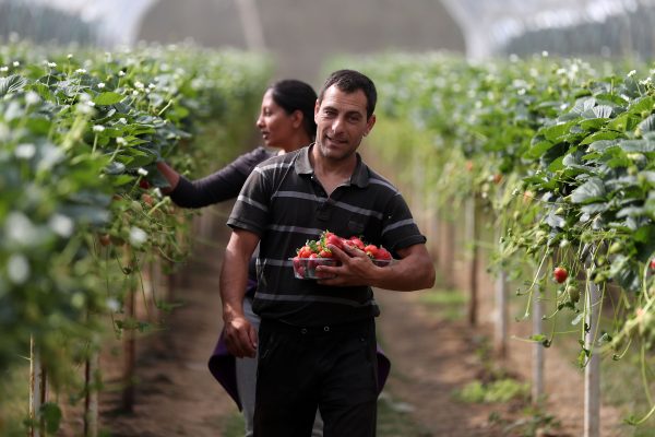 Seasonal workers from Romania pick strawberries