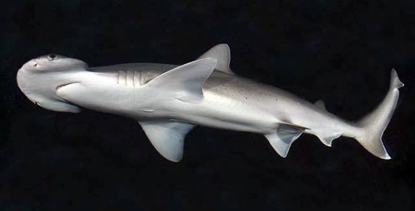 Bonnethead shark, Sphyrna tiburo.