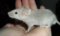California May Be the First State to Ban Cosmetics Tested on Animals