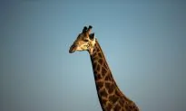 ‘Covered in Blood’: Giraffe Attacks Mother and 3-Year-Old Boy