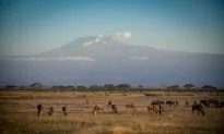 Kilimanjaro: Climbing My Way to Some Peace of Mind