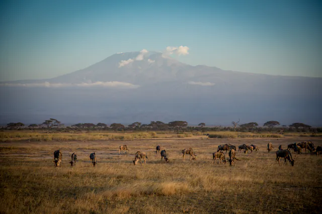 View of Kilimanjaro. The ascent to the summit takes climbers through five different climate zones. (Courtesy of Abercrombie & Kent)