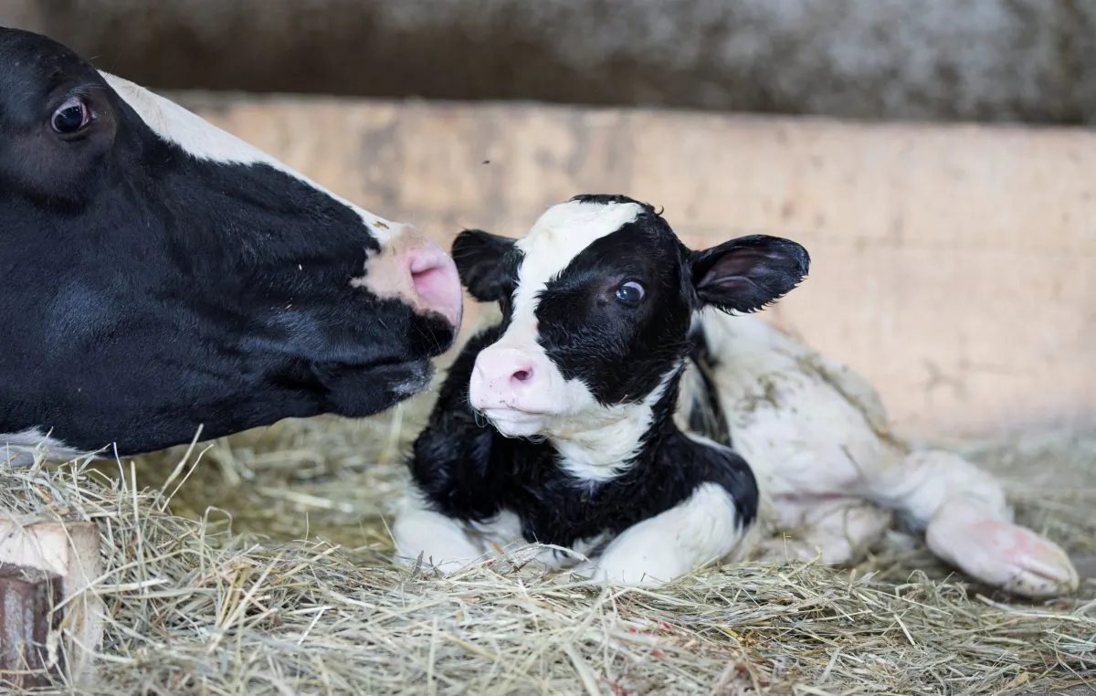 A dairy cow cleans her newly born calf on a dairy farm in Saint-Valerien-de-Milton, southeast of Montreal, Quebec, Canada, August 30, 2018.  REUTERS/Christinne Muschi/File Photo