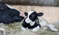 U.S. Agriculture Chief Says Canada Must Make Concessions on Dairy Policy for NAFTA Deal