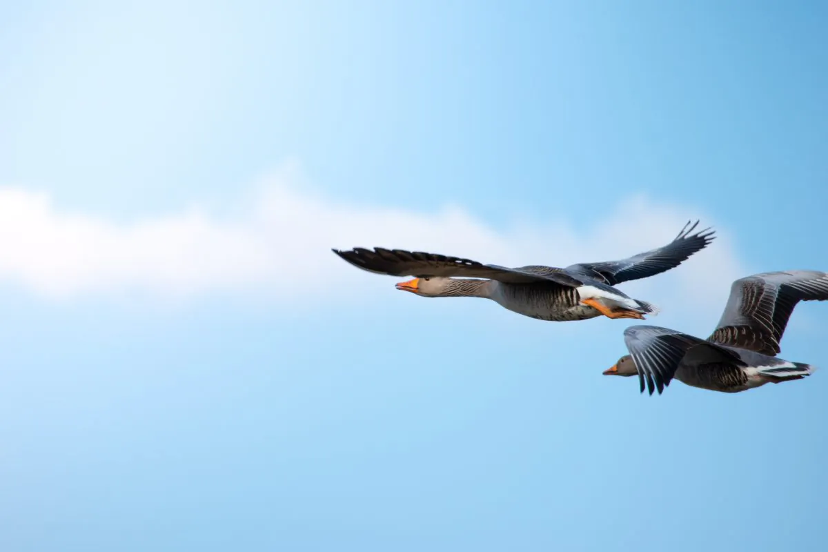 What does an ancient Chinese remedy for eye disease have to do with a pair of wild geese? ((Robin Mathlener / Unsplash)