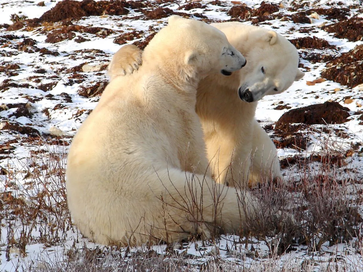 Two polar bears at play on the tundra. (John M. Smith)
