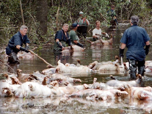 Dead hogs float in canal