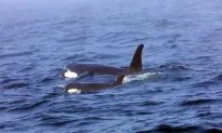 Experts Prepare Plan to Capture Ill Orca as Last Alternative