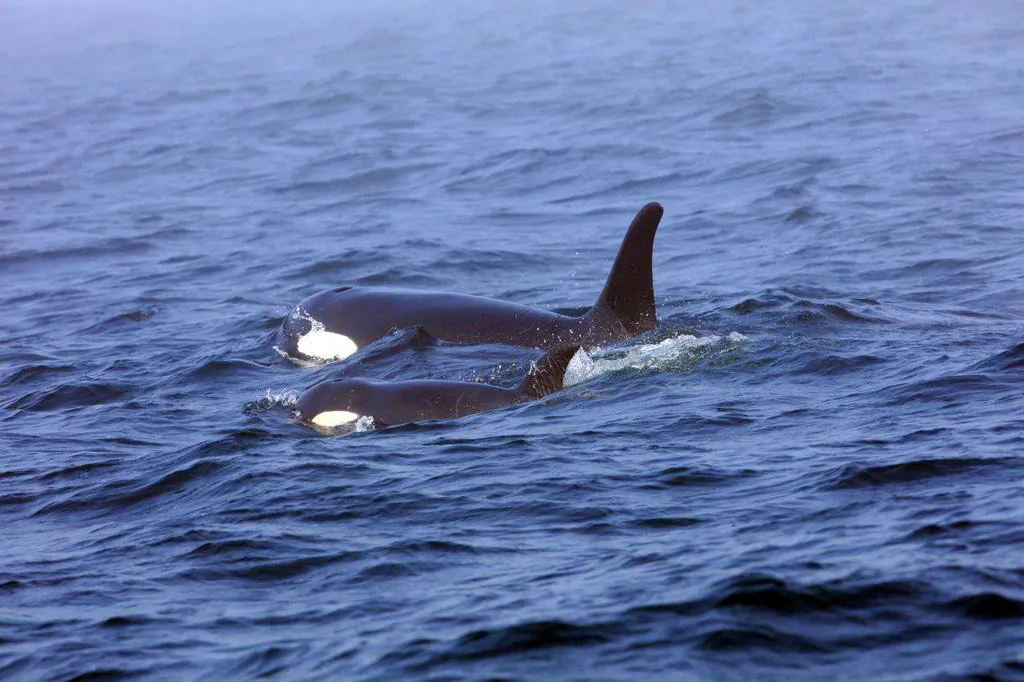 Southern Resident killer whale J50 and her mother, J16, swim off the west coast of Vancouver Island near Port Renfrew, B.C.  In this Aug. 7, 2018. Now NOAA Fisheries and its partners are weighing whether to intervene further to help the orca known as J50. (Brian Gisborne/Fisheries and Oceans Canada via AP)